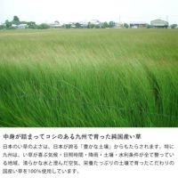 こだわりの国産い草を100％使用したい草ラグ