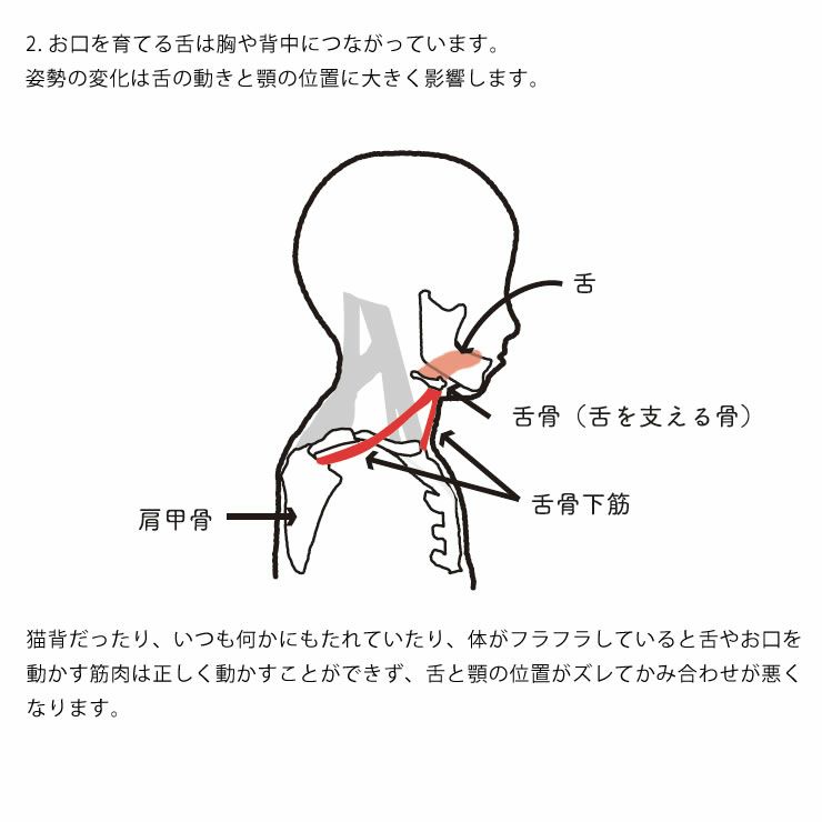 マッチーズハイチェア yamatoya（大和屋）_詳細11