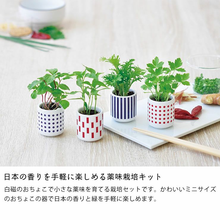 観葉植物 おちょこで薬味栽培セット 栽培キット オーナメント 置物 雑貨通販 家具の里