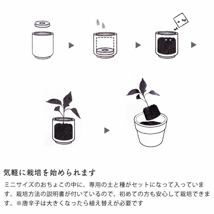 観葉植物 おちょこで薬味栽培セット 栽培キット オーナメント 置物 雑貨通販 家具の里