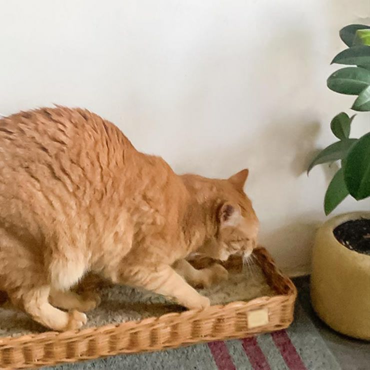 おしゃれなラタン素材の爪とぎ用バスケット